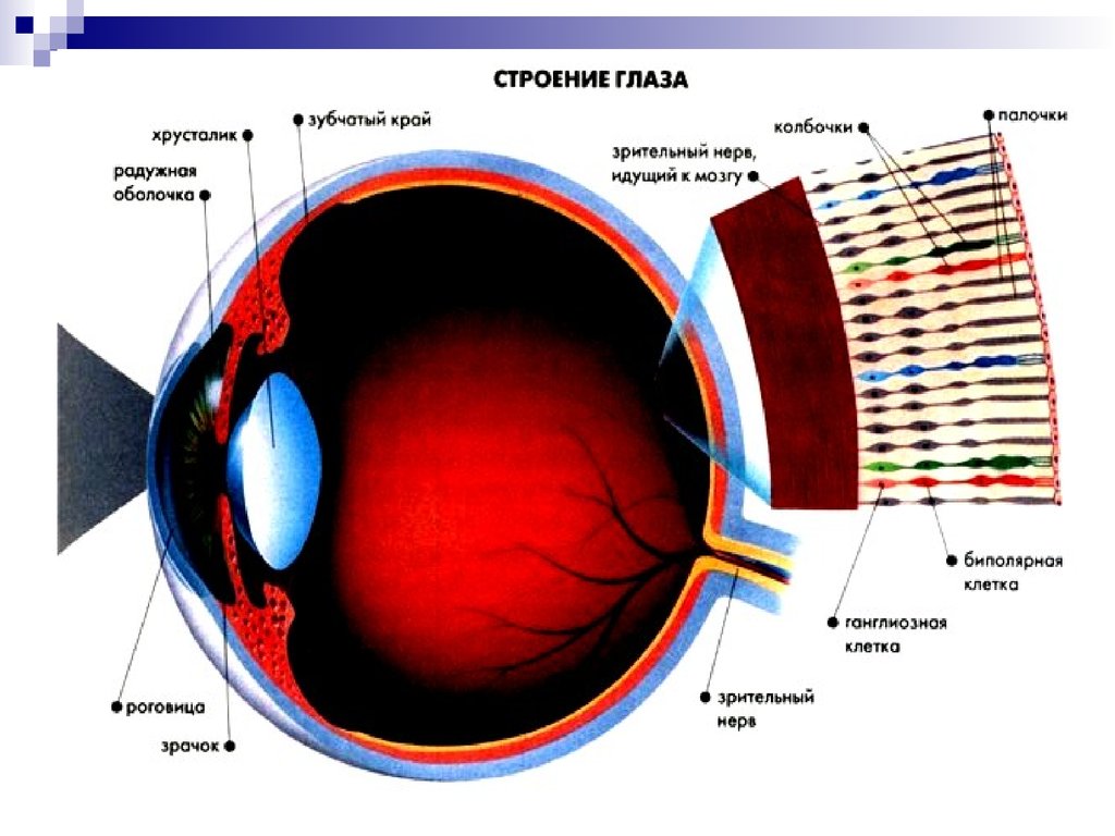 Какие функции выполняют следующие структуры глаза