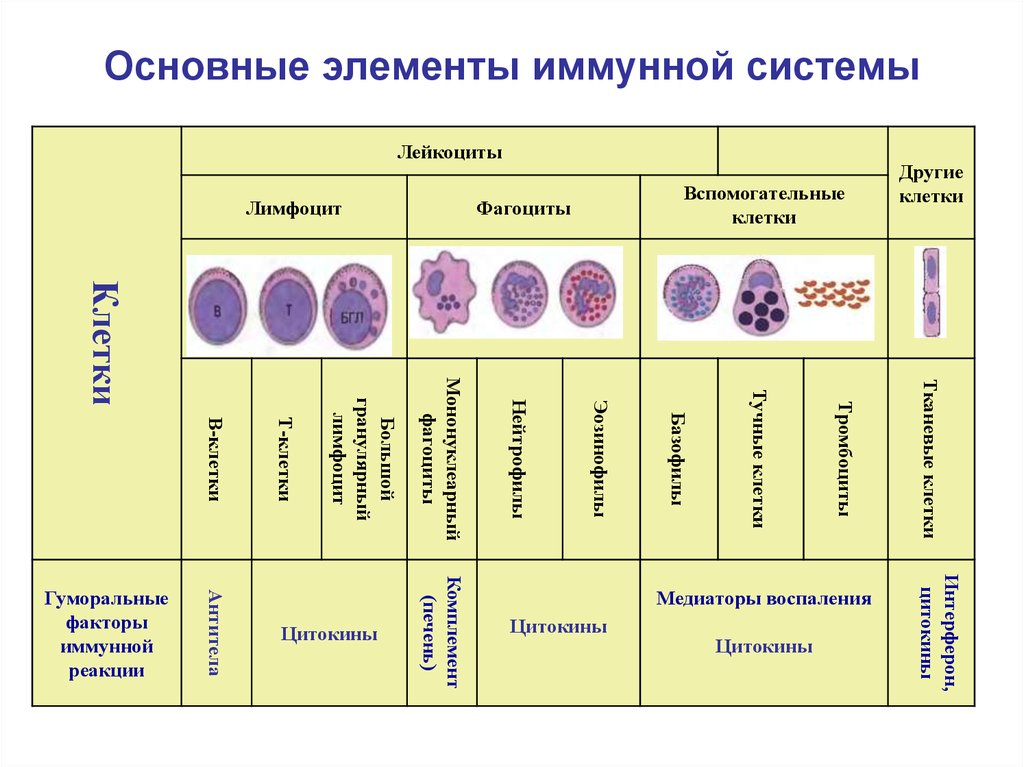 Созревание иммунных клеток. Основные клеточные элементы иммунной системы. Клетки крови элементы иммунной системы. Характеристика клеток иммунной системы. Основные клетки иммунной системы характеристики.