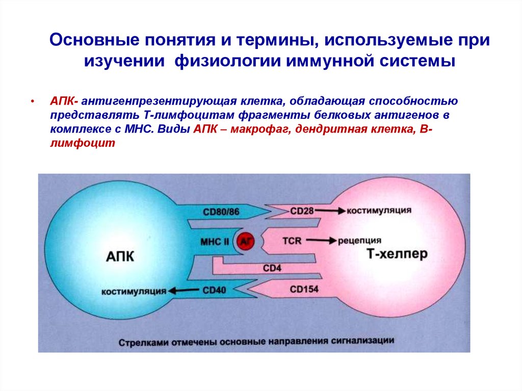 Представлять т. Физиология иммунной системы. Иммунологическая физиология. Иммунитет физиология человека. Иммунные реакции физиология.