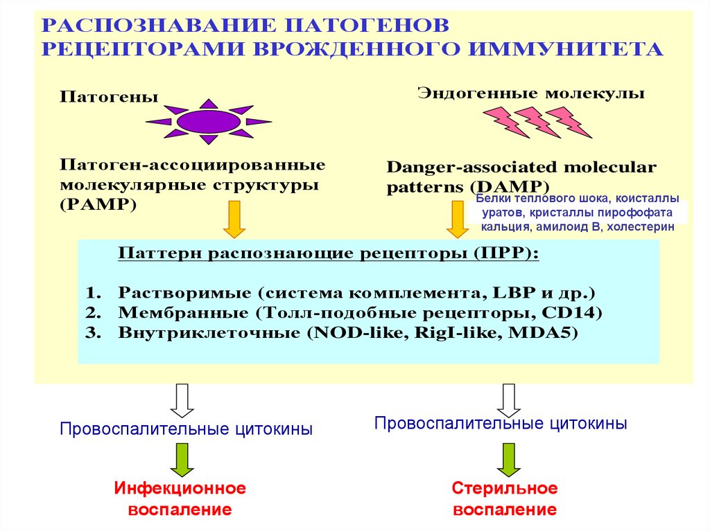 Распознавание простейших. Распознавание патогенов клетками врожденного иммунитета. Распознающие рецепторы врожденного иммунитета. Паттерн распознающие рецепторы врожденного иммунитета. Паттерн распознающие рецепторы распознают.