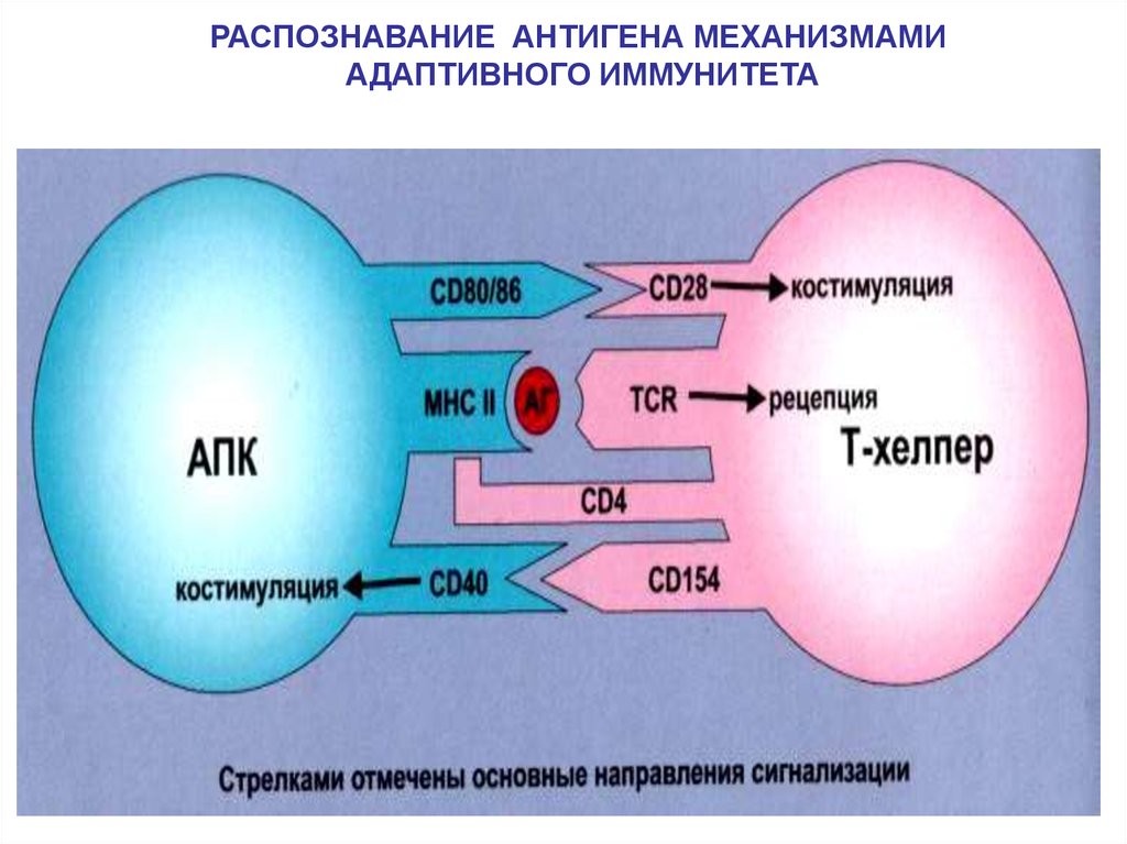 Распознавание антигена. Механизм распознавания антигена. Распознавание антигена лимфоцитами. Механизм распознавания антигена т-лимфоцитами.