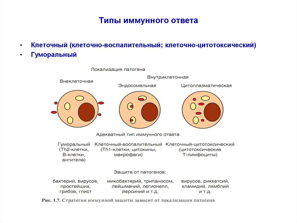 Схема клеточного иммунного ответа