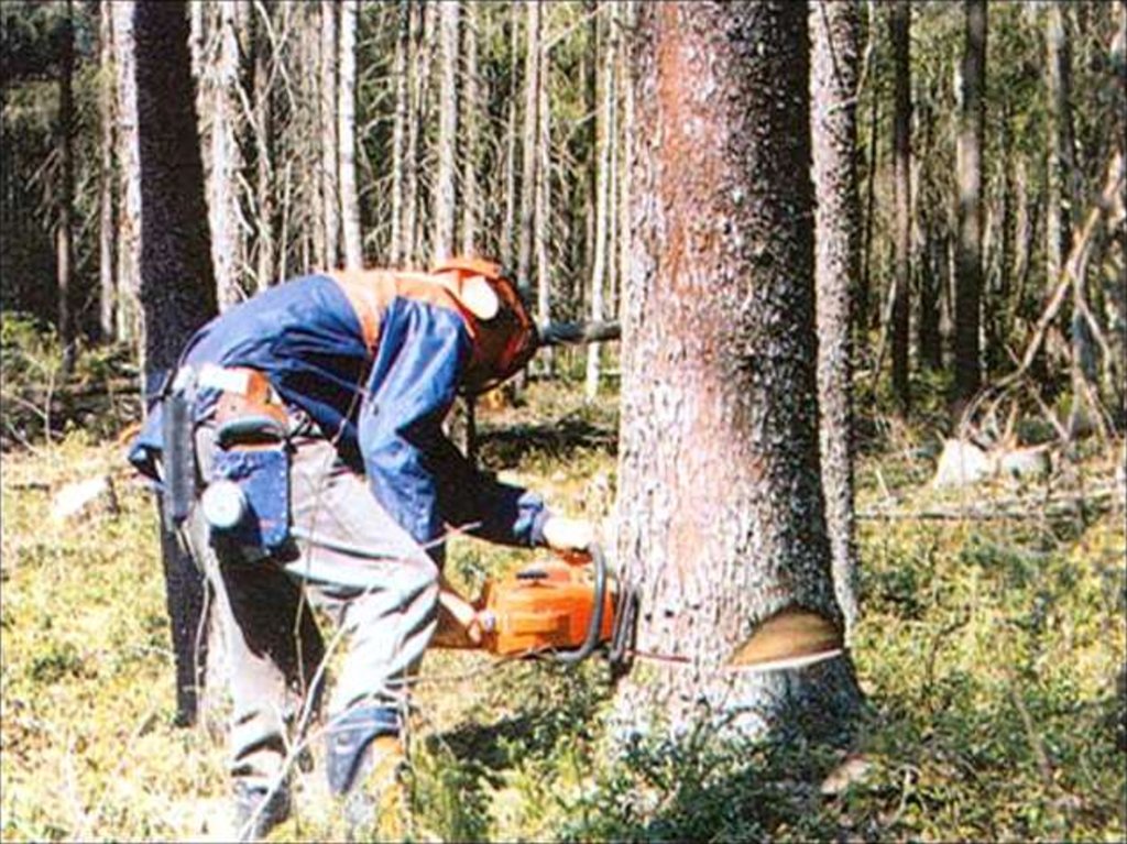 Благодаря лечения я быстро поправился вырубая леса. Валка деревьев бензопилой техника безопасности. Незаконные рубки лесных насаждений с пилой. Валка деревьев при выборочной рубке. Подготовка рабочего места вальщика леса.