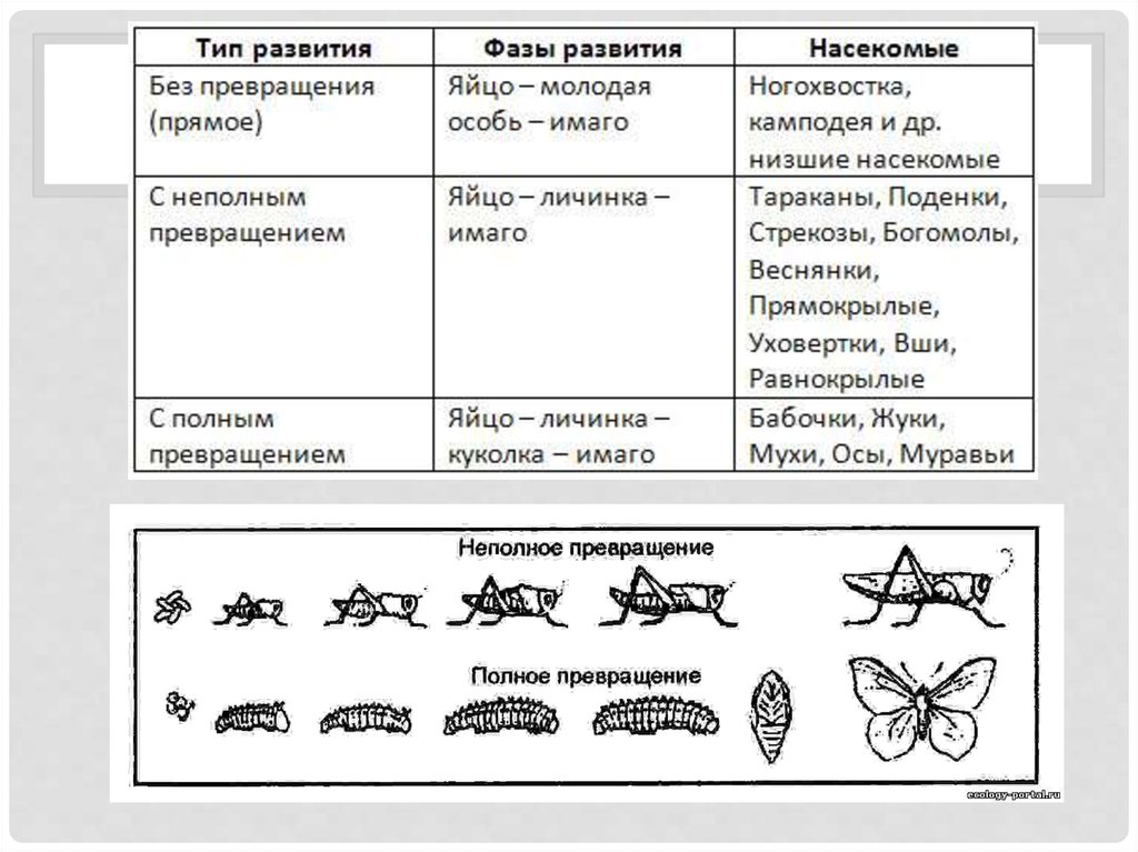 Для стрекозы характерен тип развития. Тип развития фазы развития насекомые таблица. Типы и стадии развития насекомых. Таблица типы развития насекомых 7 класс биология Константинов. Типы и фазы развития насекомых.
