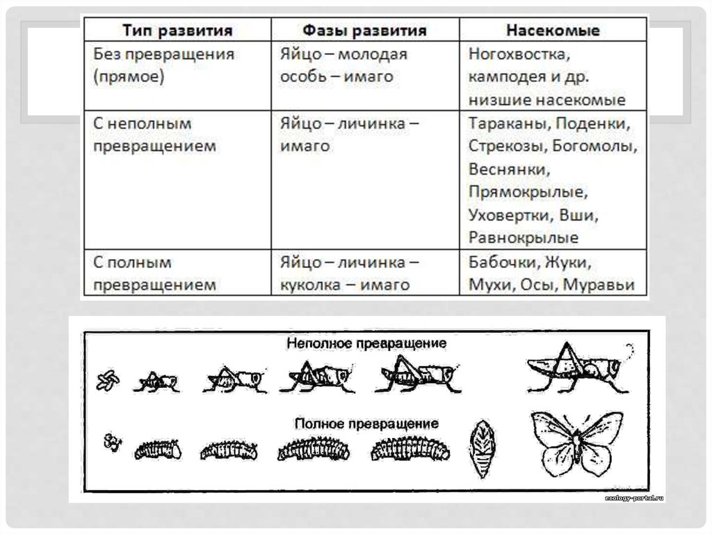 Типы насекомых. Типы и стадии развития насекомых. Таблица типы развития насекомых 7 класс биология Константинов. Цикл развития прямокрылых. Стадии развития насекомых с неполным превращением.