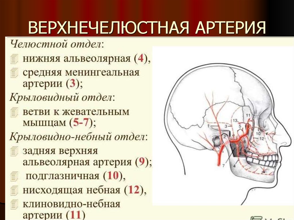 Артерии головы и шеи презентация