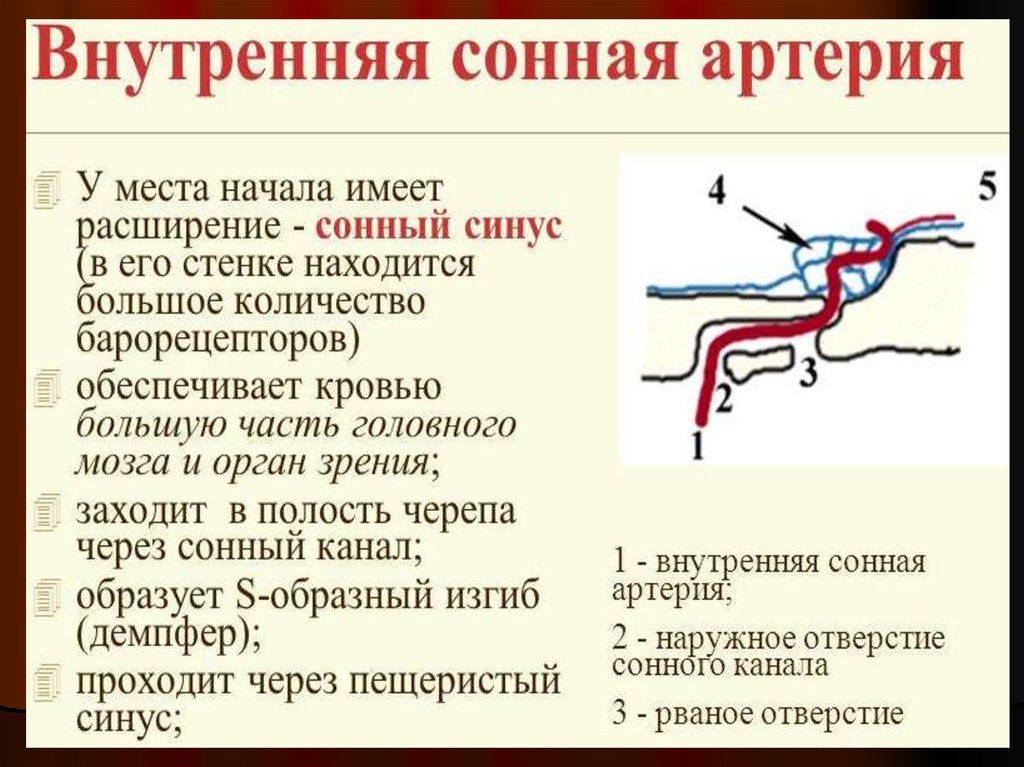 Изгиб вса. Внутренняя Сонная артерия схема. Внутренняя Сонная артерия сегменты анатомия. Отделы внутренней сонной артерии анатомия. Внутренняя Сонная артерия анатомия схема.
