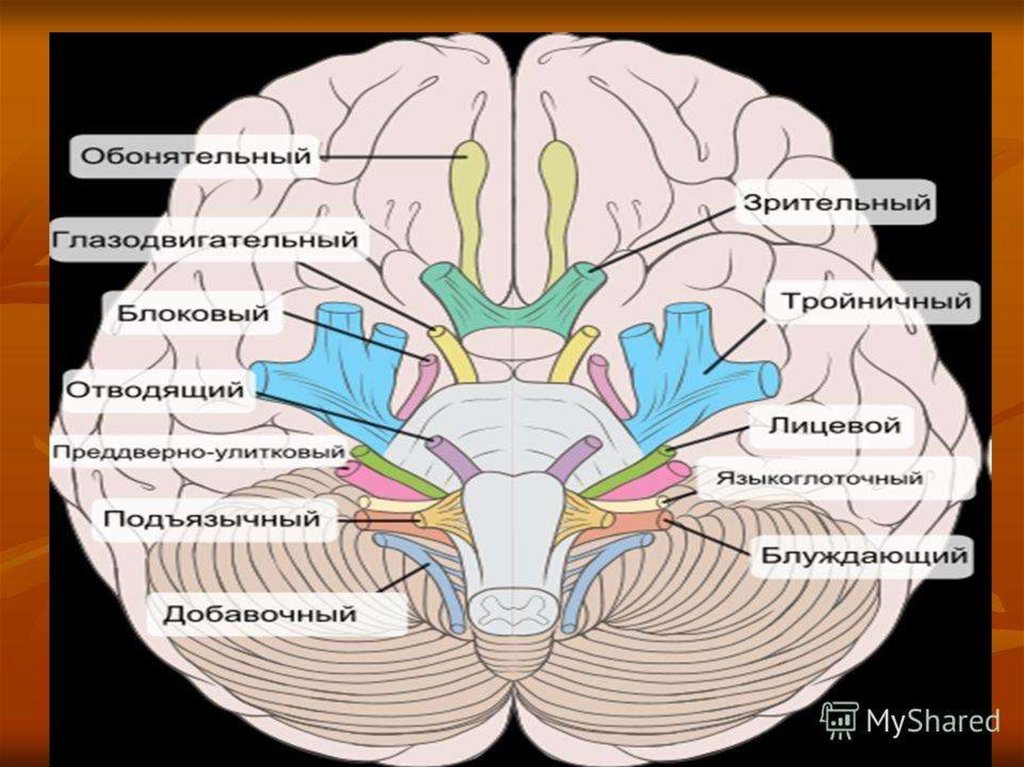 Количество черепных нервов. Черепно-мозговые нервы 12. 12 Пар нервов головного мозга. 12 Пар черепных нервов схема. Черепные нервы головного мозга.
