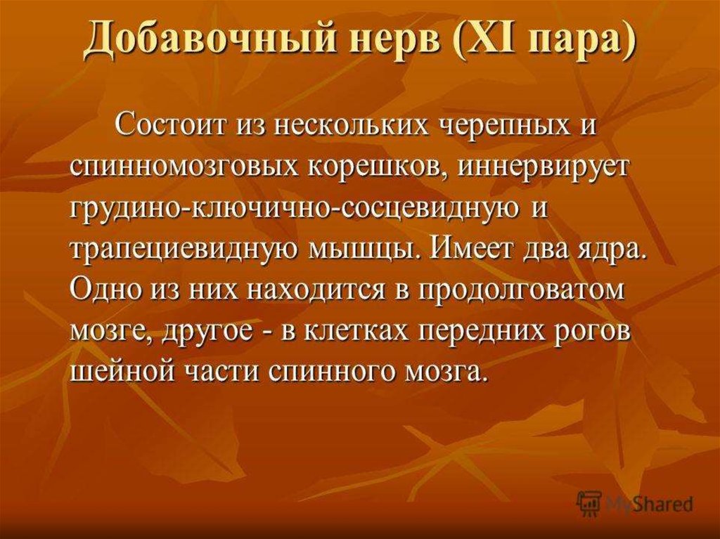 Добавочный нерв. 11 Пара добавочный нерв функции. 11 Пара черепно-мозговых нервов (добавочный нерв) иннервирует. Добавочный нерв имеет ядра. Добавичны нерва функции.