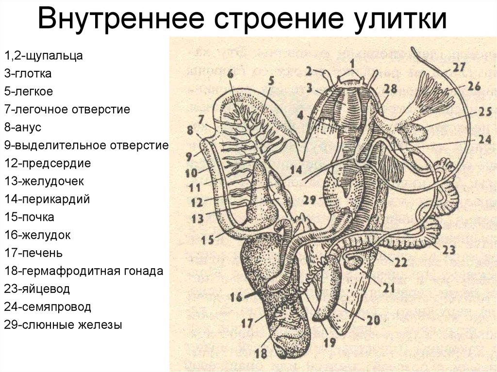 Схема строения легочного моллюска