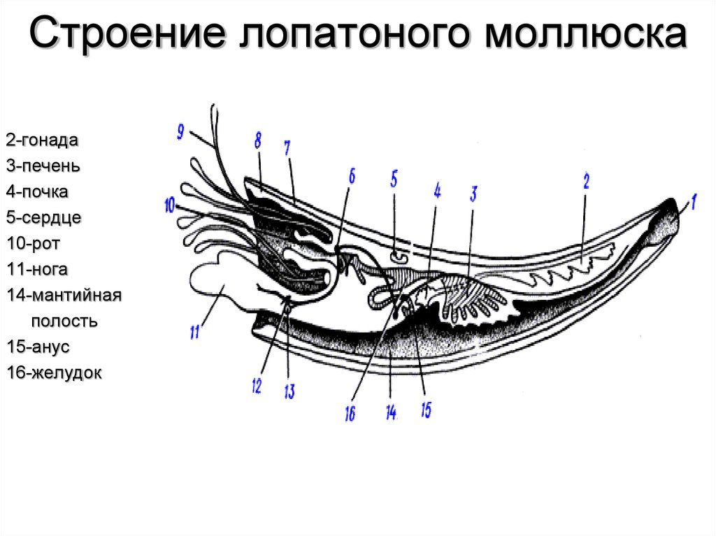 12 строение. Лопатоногие строение. Scaphopoda лопатоногие строение. Лопатоногие моллюски строение. Лопастонониц молоюски строенме.