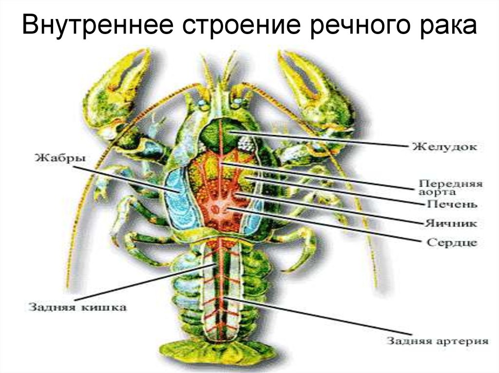 Составляющие рака. Класс ракообразные. Речной рак.внутреннее строение. Ракообразные схема органов. Строение ракообразных схема. Внутреннее строение ракообразных схема.