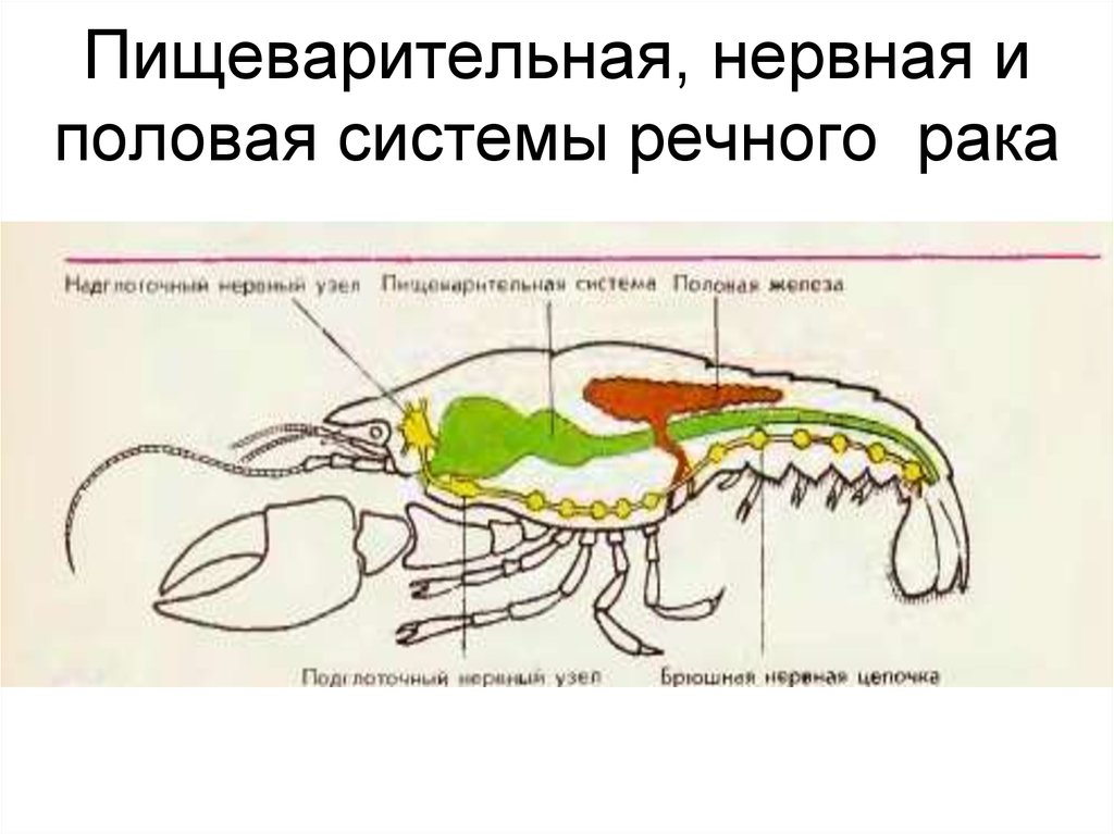 Какие железы у ракообразных