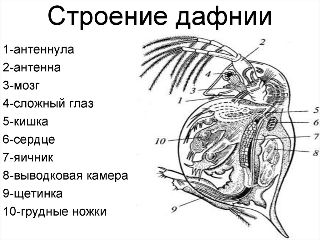 Строение 18. Строение самки дафнии. Внутреннее строение дафнии. Внешний и внутренний строение дафнии. Строение дафнии рисунок с подписями.