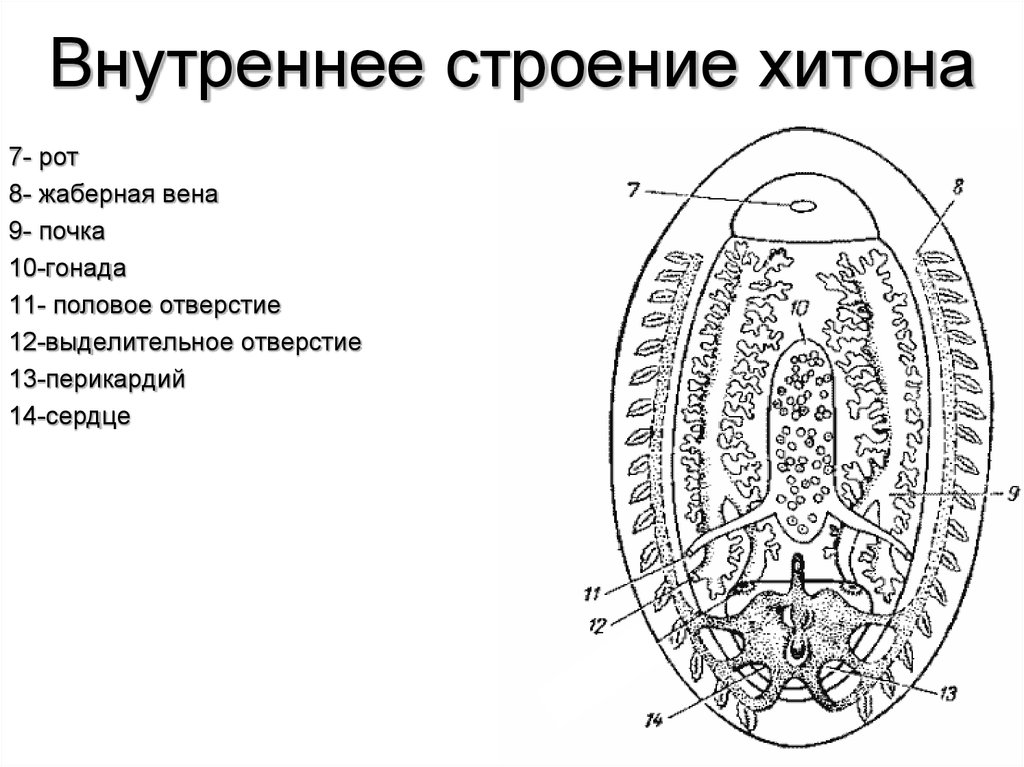 Polyplacophora схема внутренней организации