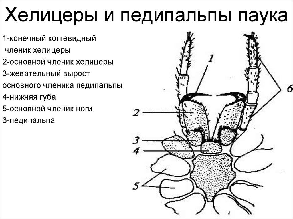 Ротовой аппарат таежного клеща рисунок