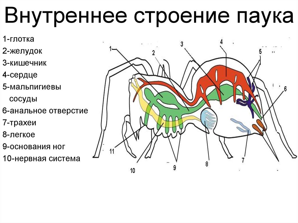 Внутреннее строение паука