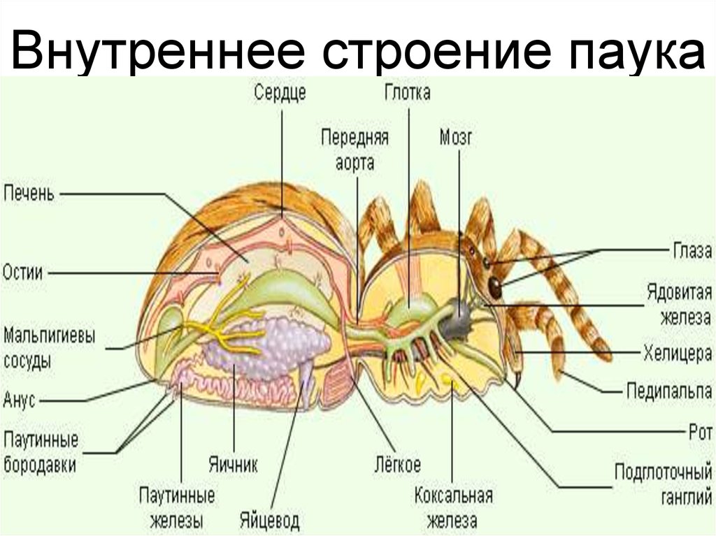 Паукообразные паутинные железы. Схема внутреннего строения паука. Внутреннее строение паука. Внешнее и внутреннее строение паукообразных. Внешнее и внутреннее строение паука.
