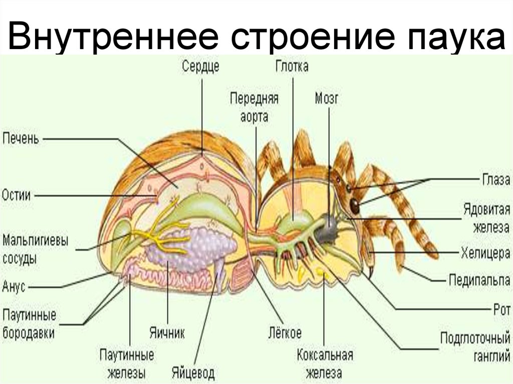 Внутреннее строение паука. Паукообразные пауки внутреннее строение. Внешнее и внутреннее строение паука. Схема внутреннего строения паука. Внутреннее строение паука птицееда.