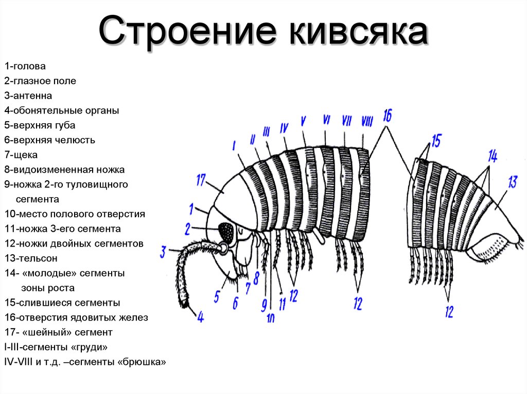 Строение стр. Кивсяка многоножка строение. Кивсяк внешнее строение. Костянка строение многоножки. Внешнее строение многоножек.