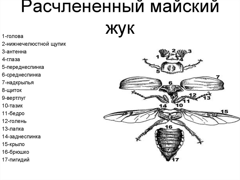 Насекомые три отдела тела. Внешнее строение майского хруща. Расчлененный Майский Жук строение. Строение насекомых Майский Жук. Хрущ Майский строение.