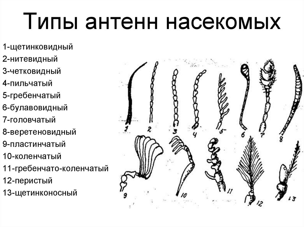 Типы антенн насекомых