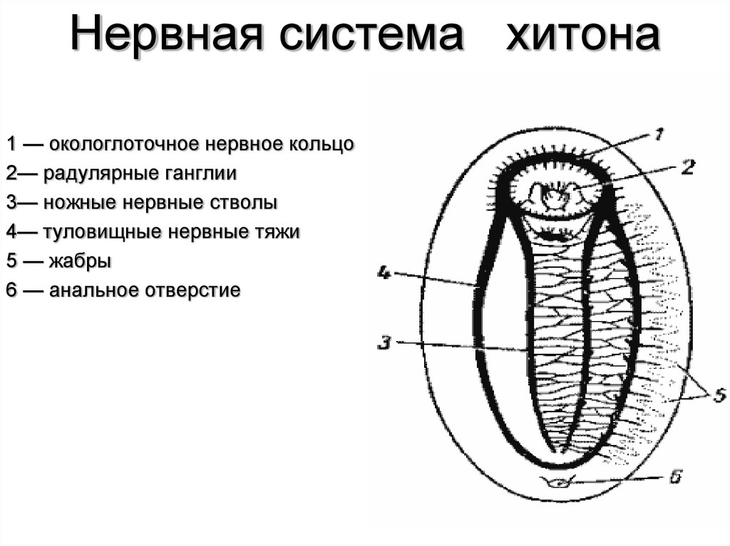 Нервное кольцо. Хитон моллюск строение. Строение Хитона. Внутренне строение Хитона. Панцирные моллюски хитоны строение.