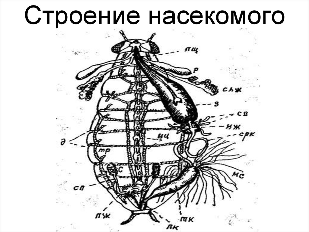 Схема строения насекомых