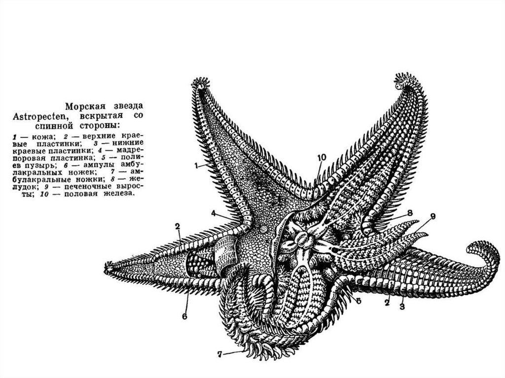 Схема строения амбулакральной системы иглокожих - 91 фото