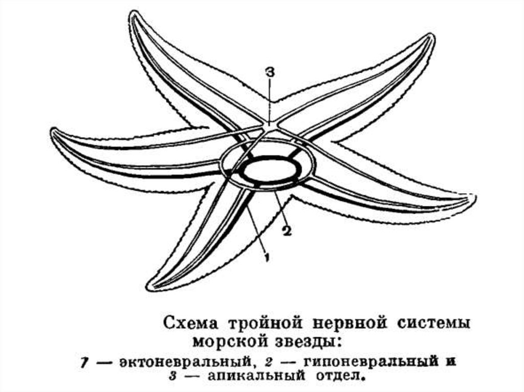 Строение звезды рисунок