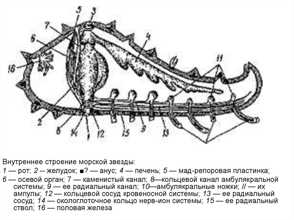 Морские строения. Пищеварительная система морской звезды. Кровеносная система морской звезды. Внутреннее строение морской звезды. Морская звезда строение тела.