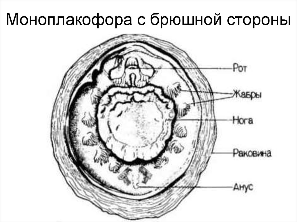 Моноплакофора с брюшной стороны
