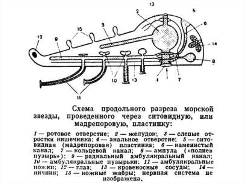 Схема промежуточной станции продольного типа на однопутной линии. Схема промежуточной станции полупродольного типа. Схема участковой станции поперечного типа на двухпутной линии. Узловая участковая станция полупродольного типа на двухпутной линии. Участковая станция поперечного типа на двухпутной линии.
