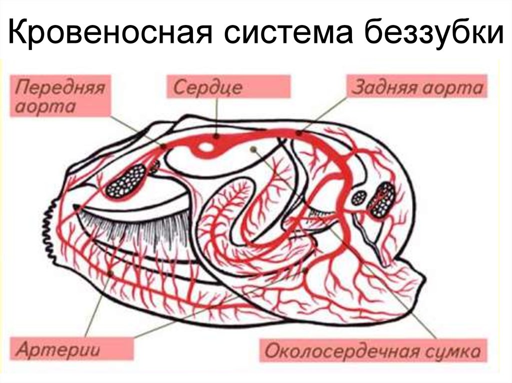 Моллюски имеют сердце. Строение сердца моллюска. Строение кровеносной системы беззубки. Двустворчатые моллюски кровеносная система. Дыхательная и кровеносная система двустворчатых моллюсков.