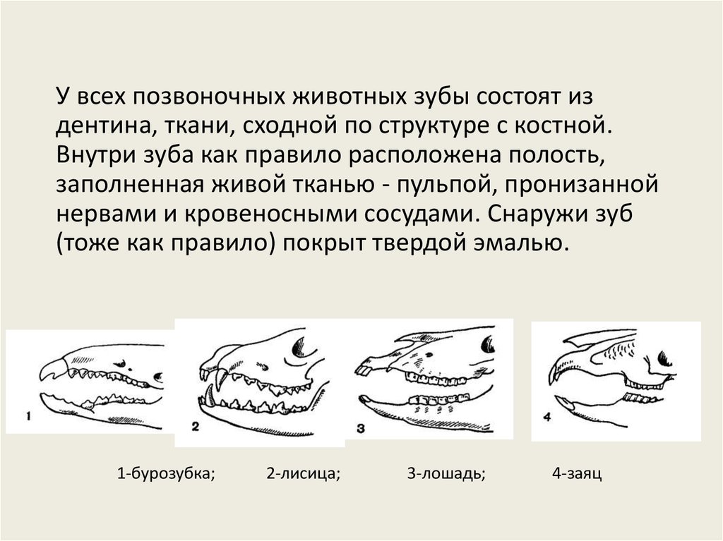 Зубы у млекопитающих выполняют функцию. Зубные формулы отрядов млекопитающих. Зубная система млекопитающих таблица. Зубная формула хищников. Зубные формулы млекопитающих.