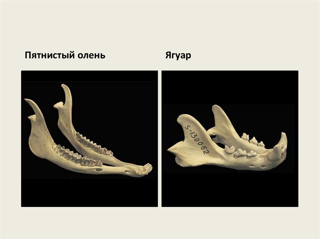 Формула зубов китообразных. Зубы млекопитающих. Зубные формулы млекопитающих. Зубная формула пятнистого оленя. Формула зубов кита.