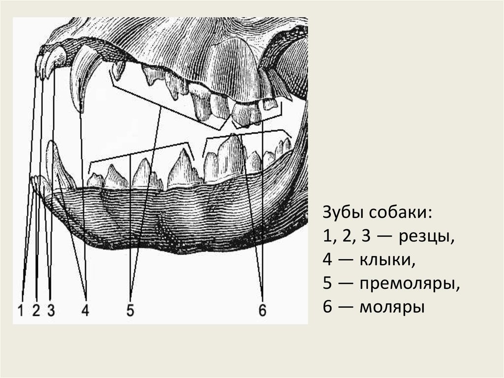 Какие зубы у млекопитающих дифференцированы. Резцы клыки премоляры. Резцы клыки премоляры моляры у животных. Резец клык моляр премоляр. Строение зубов резцы моляры.
