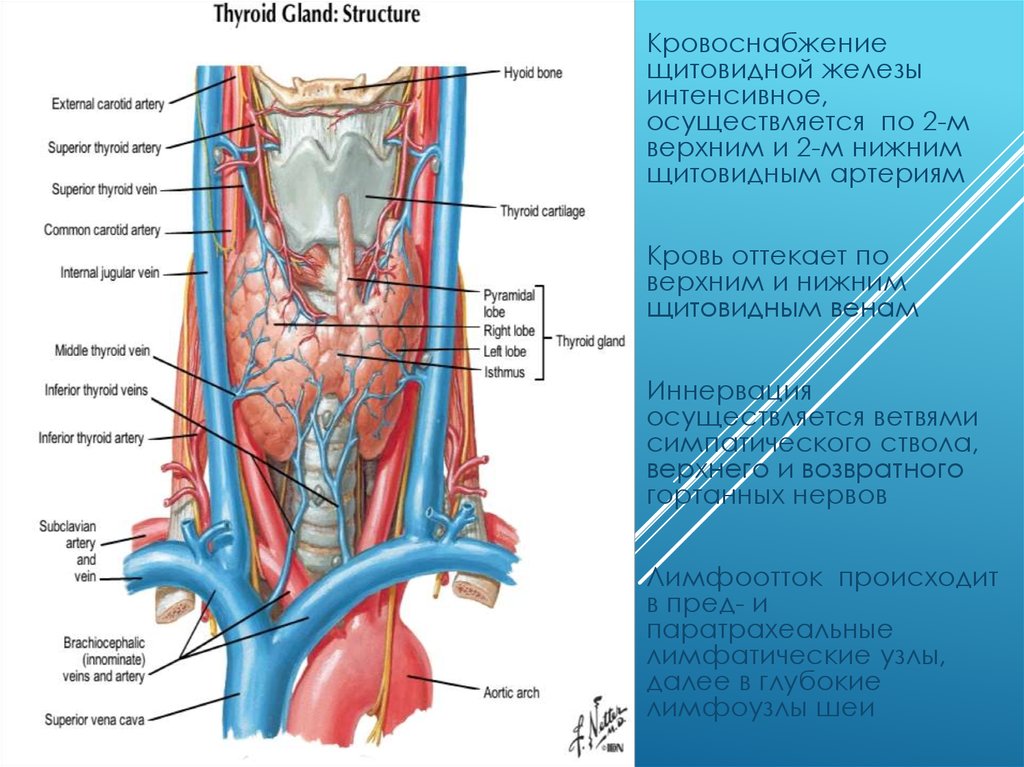 Капилляр щитовидной железы продолговатый мозг. Щитовидная железа кровоснабжение и иннервация. Иннервация щитовидной железы анатомия. Взаимоотношения щитовидной железы нижних щитовидных артерий. Кровоснабжение щитовидной и паращитовидной желез.