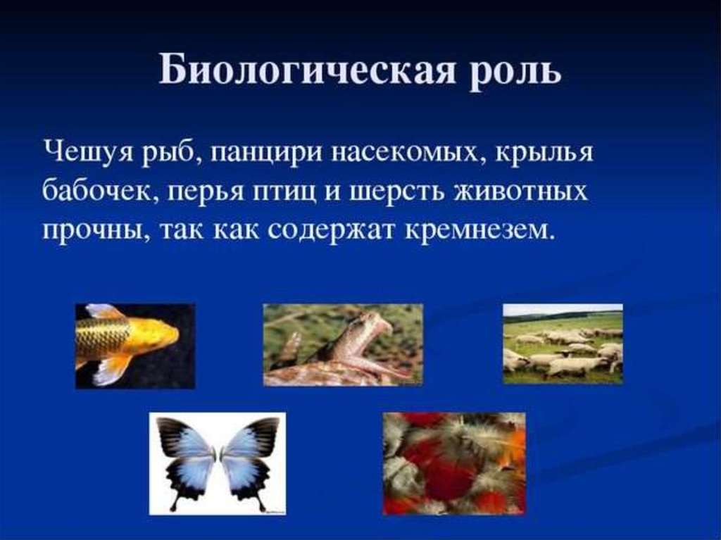 Значение чешуйчатых в жизни человека. Соединения кремния в живой природе. Биологическое значение соединений кремния. Кремний для организма животных. Роль кремния в природе.