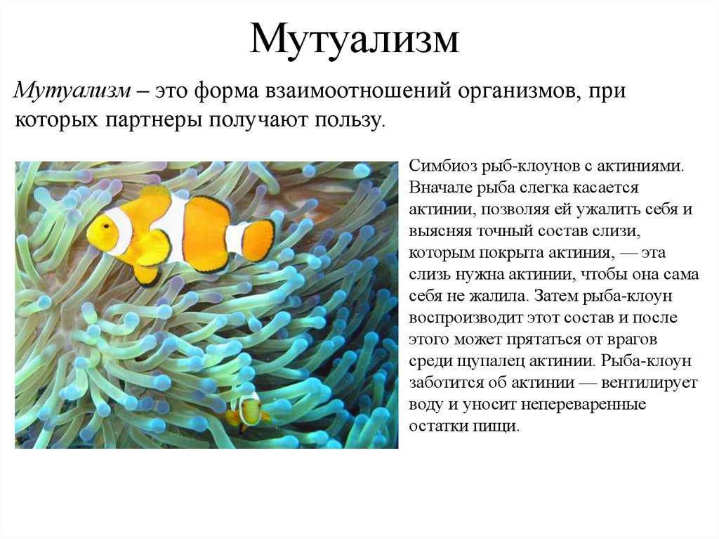 Выберите пример мутуализма. Рыба клоун и актиния симбиоз. Симбиоз рыбок клоунов и актинии. Рыба-клоун и актиния Тип взаимоотношений. Мутуализм характер взаимодействия.