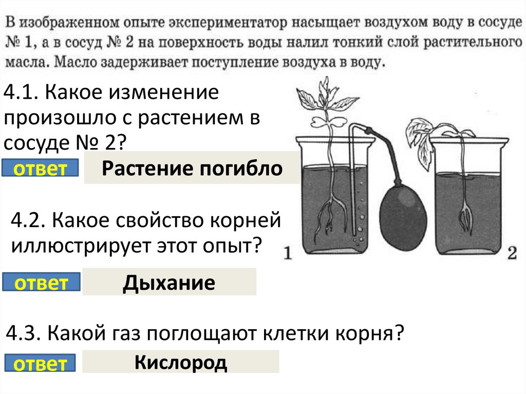 В изображенном на рисунке опыте экспериментатор прикасается острым предметом к телу гидры