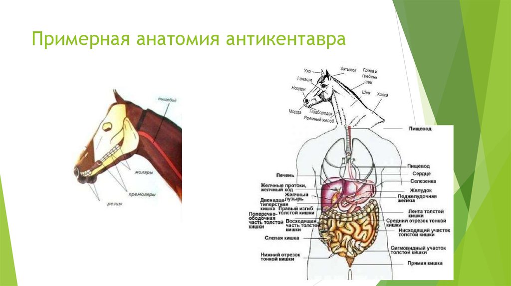 Анатомическая физиологические особенности. Строение кентавра Анатомическое. Укажите анатомические и физиологические особенности Malt. Внутренние органы кентавра. Антикентавр.