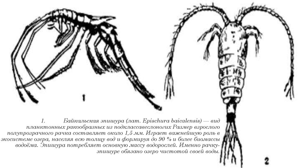 Байкальская эпишура (лат. Epischura baicalensis) — вид планктонных ракообразных из подклассавеслоногих Размер взрослого