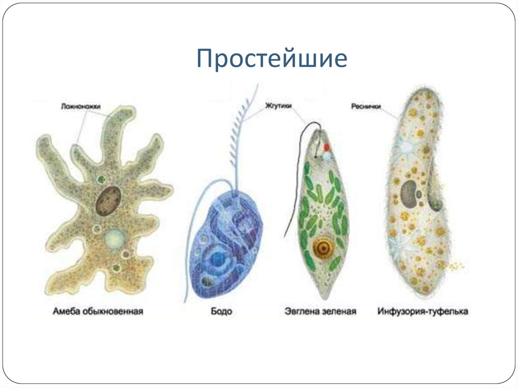 Класс простейшие биология 7 класс презентация