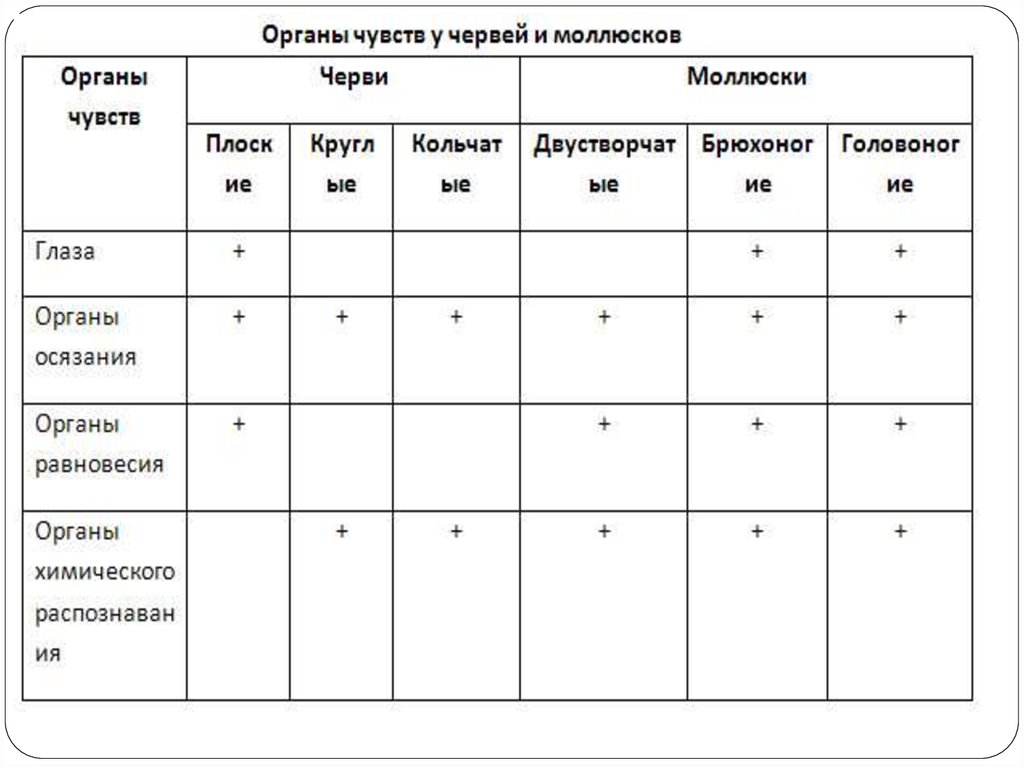 Животные черви органы чувств