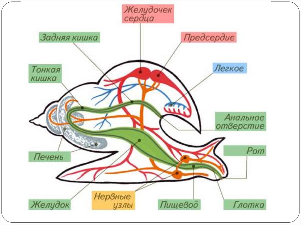 Моллюски строение и жизнедеятельность. Схема систем органов моллюска. Пищеварительная система брюхоногих моллюсков схема. Схема внутреннего строения моллюска. Пищеварительная система двустворчатых.