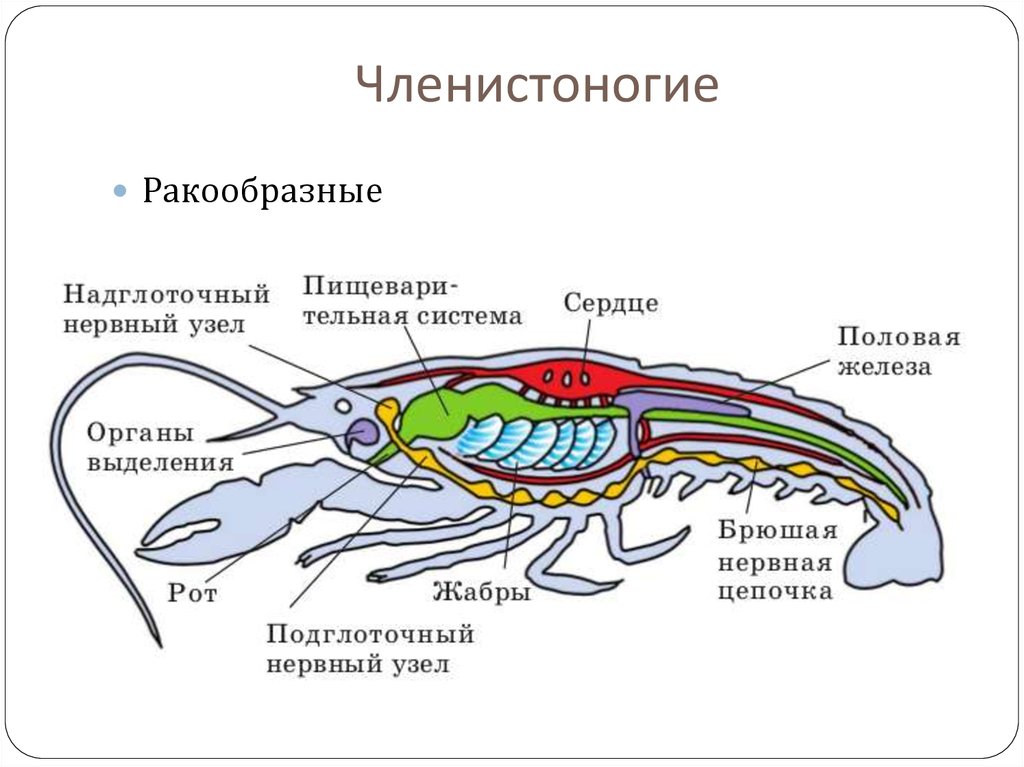 Системы ракообразных. Внутреннее строение ракообразных. Членистоногие класс ракообразные нервная система. Нервная система членистоногих ракообразные. Нервная система ракообразных 7 класс.