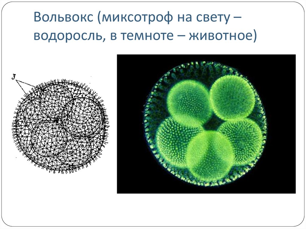 Строение вольвокса рисунок