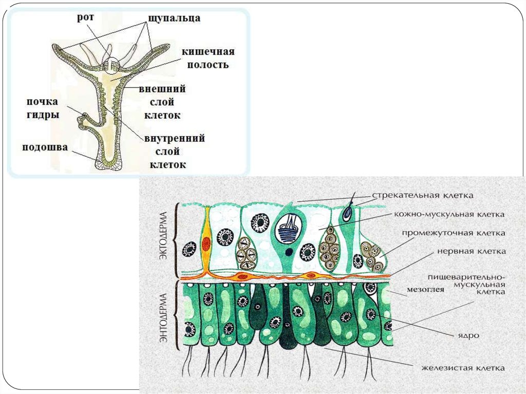 Стенка тела. Строение промежуточной клетки гидры. Строение гидры слои клеток. Строение промежуточной клетки гидры рисунок. Строение клеток гидры.