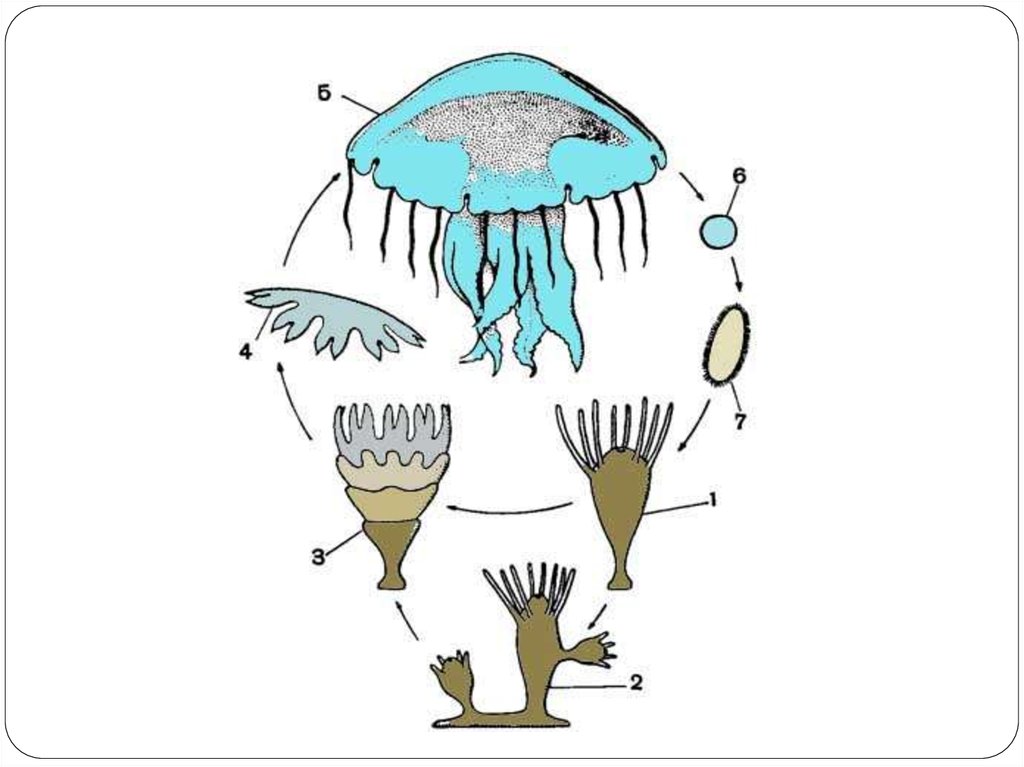 Жизненный цикл медузы схема